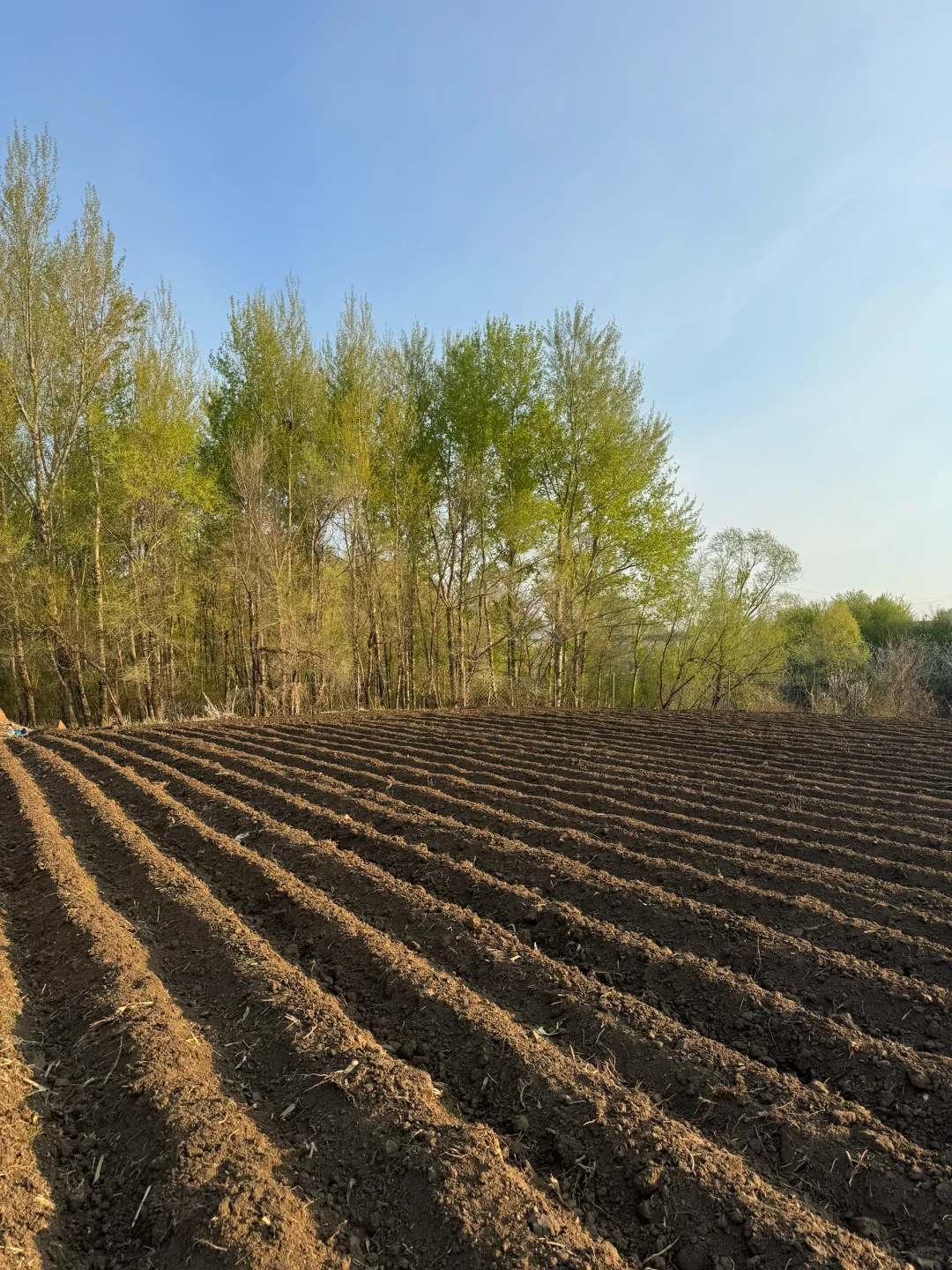 南方人见到了真正的黑土地