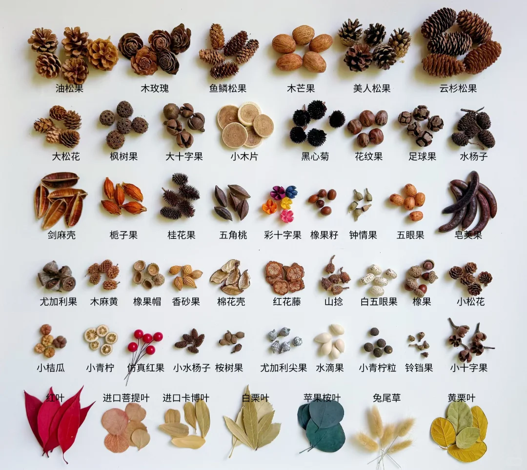 认识秋天的果实