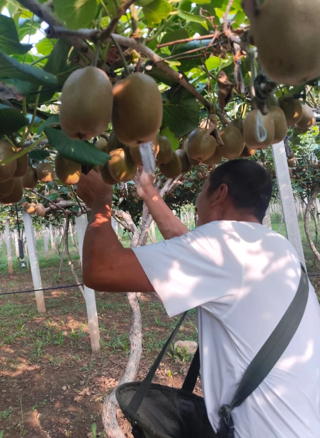 我爸说便宜的卖出去总比烂在地里好