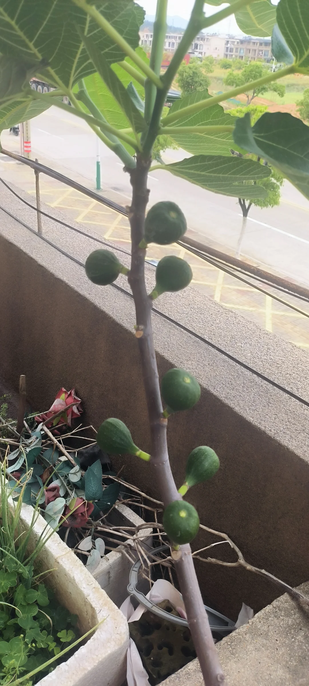 春果挂枝头，期待下个月成熟