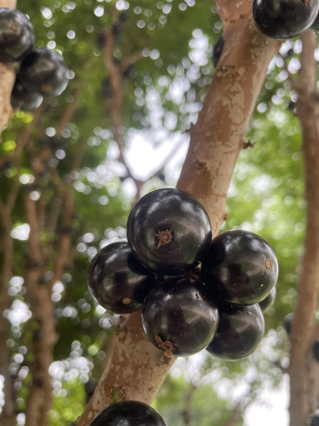 【果农日常】自家果园种植嘉宝果