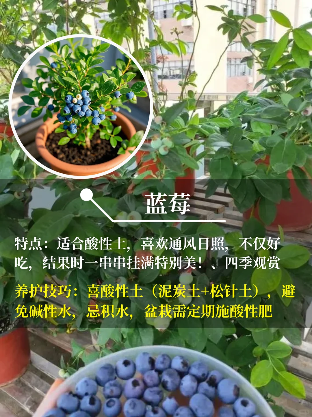 直接水果自由❗在阳台你就种这9种水果√