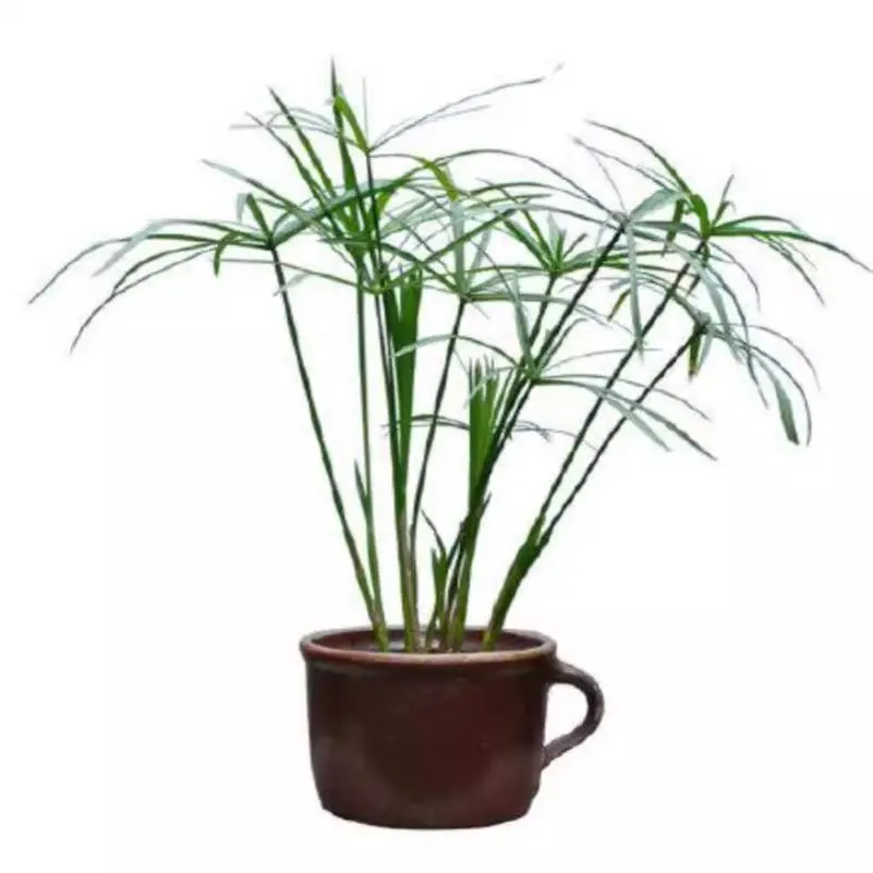 水培植物水竹旱伞草鱼缸造景净化水质水草水