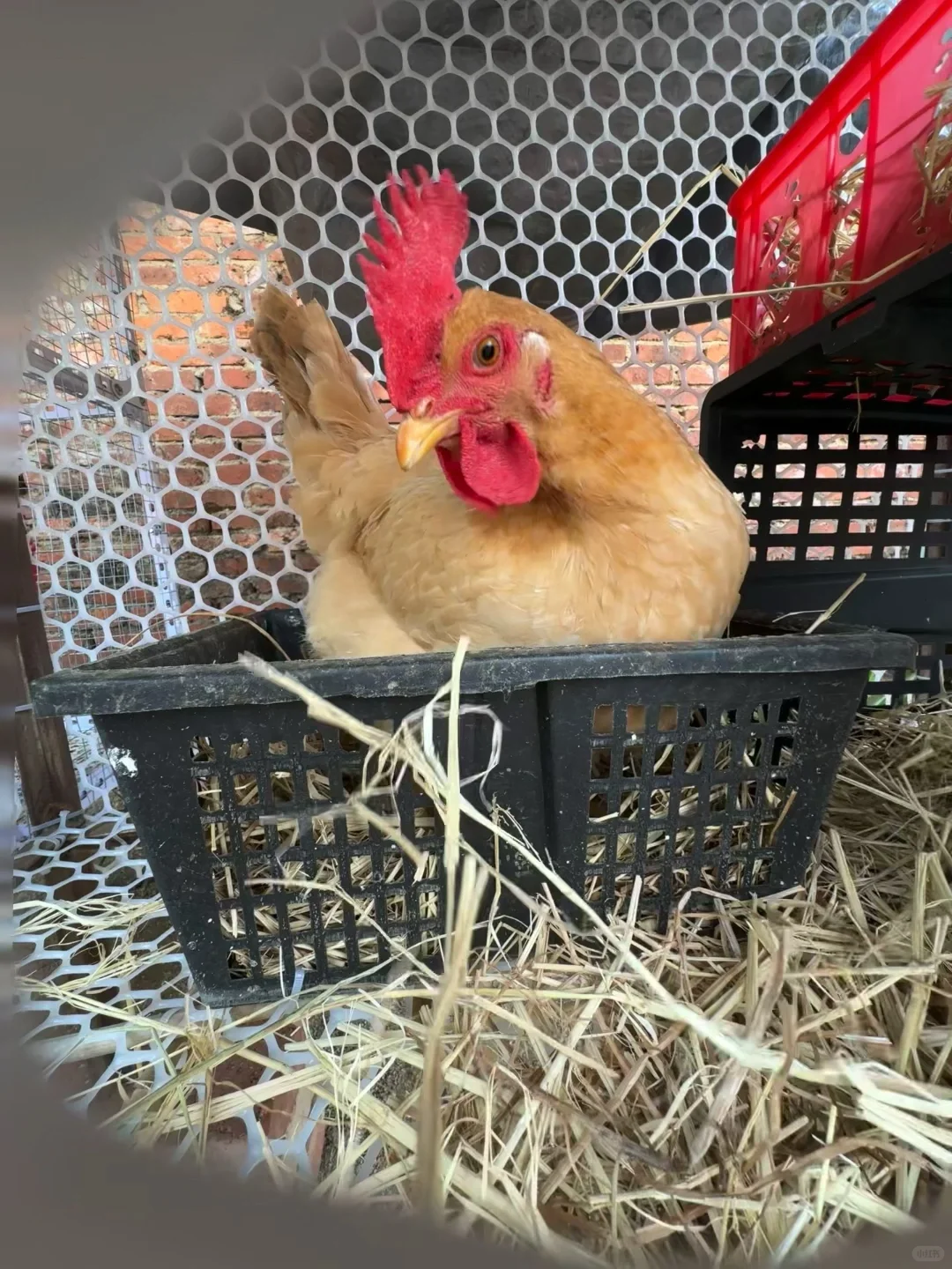 鸡舍安装自动饮水器+喂食器方便很多啊！