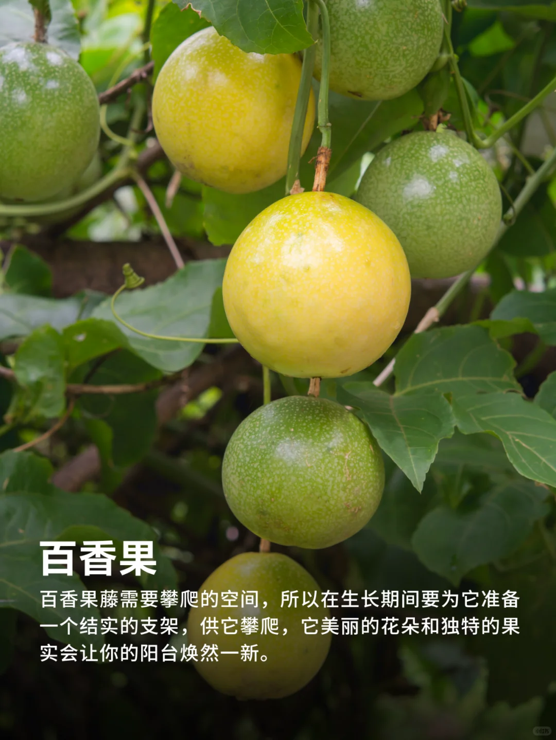 有阳台就能种的9种水果❗实现水果自由‼