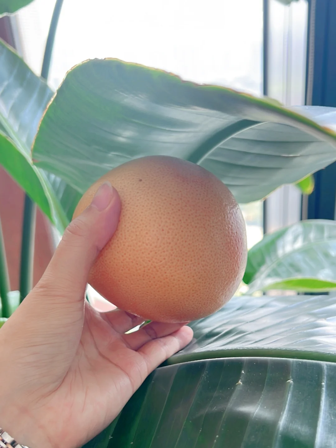 公司绿植?结果啦?