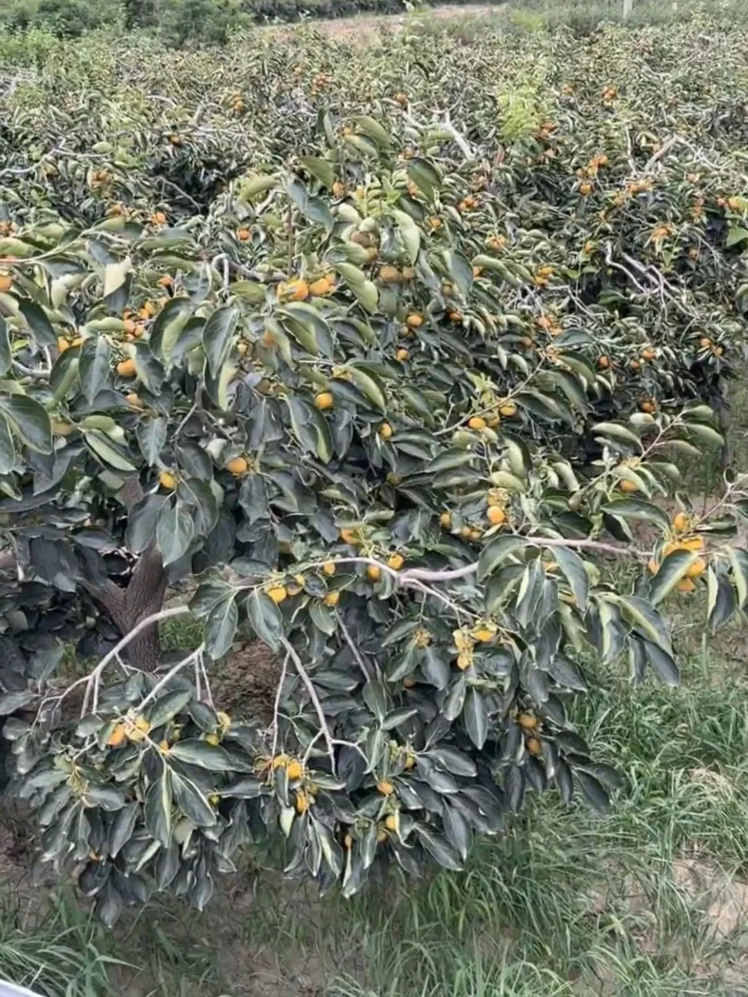 姐妹们地址给我，我给大家寄，不要油费……