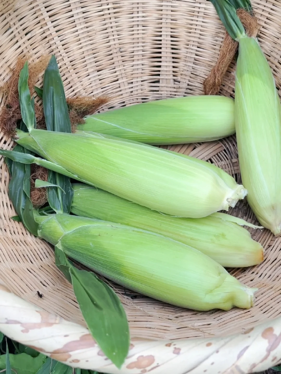 农场玉米熟了，现摘现发