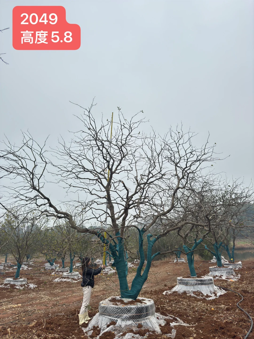 自产自销，新苗直供❤️