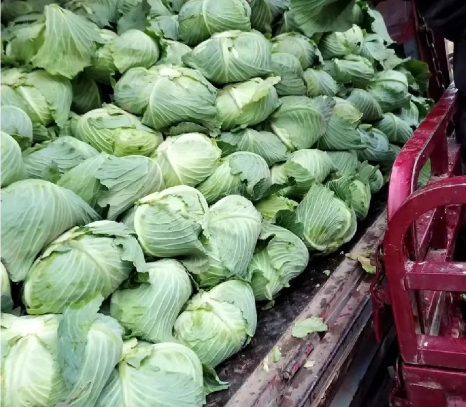 0.2元/斤!福建包菜跌价,菜农地头“白送”