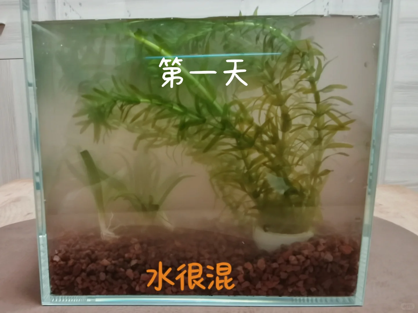 新手生态鱼缸｜一周记录?