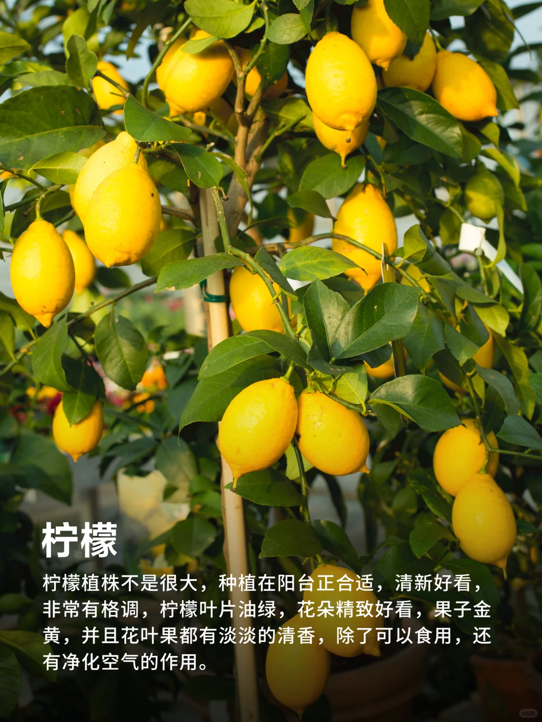 有阳台就能种的9种水果❗实现水果自由‼