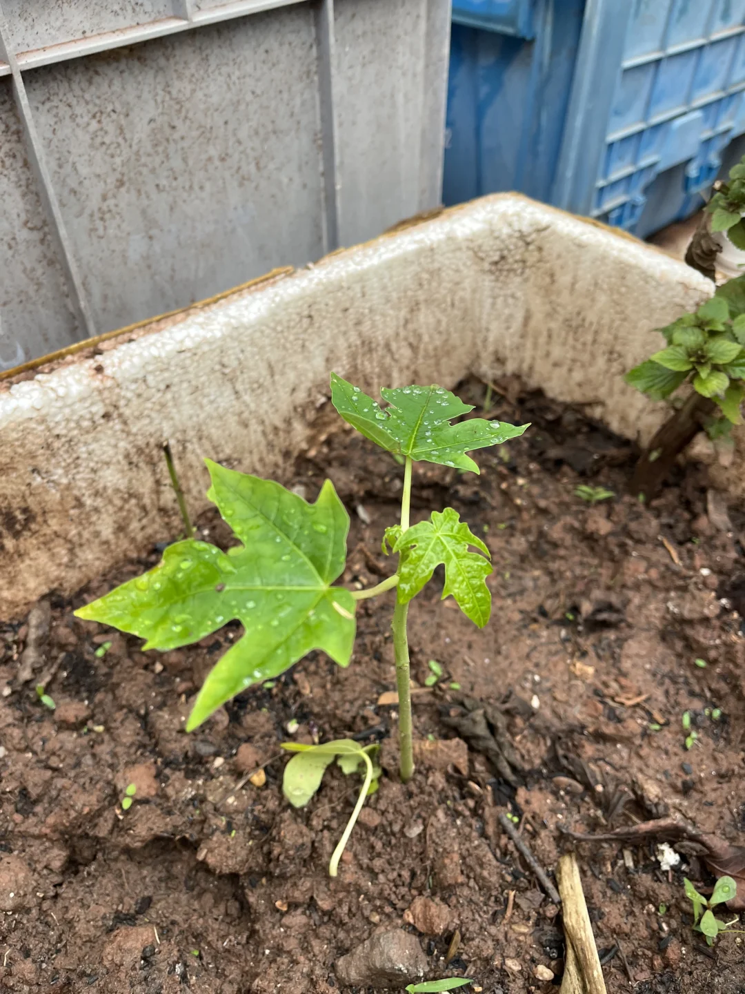 尝试新品种！最喜欢的水果之一1