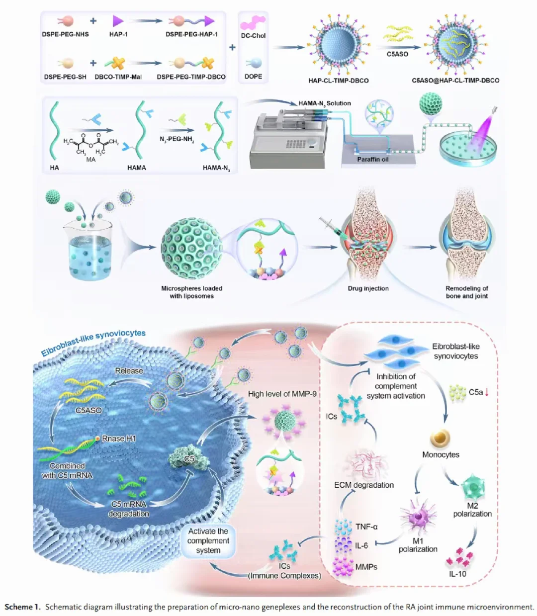 ?补体系统遇上“智能水弹”治疗RA
