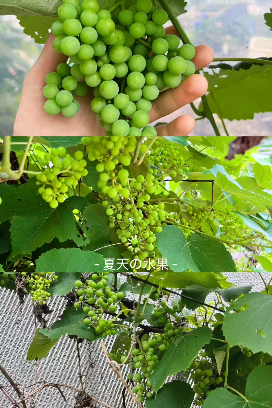 新一季的水果又要来啦～???