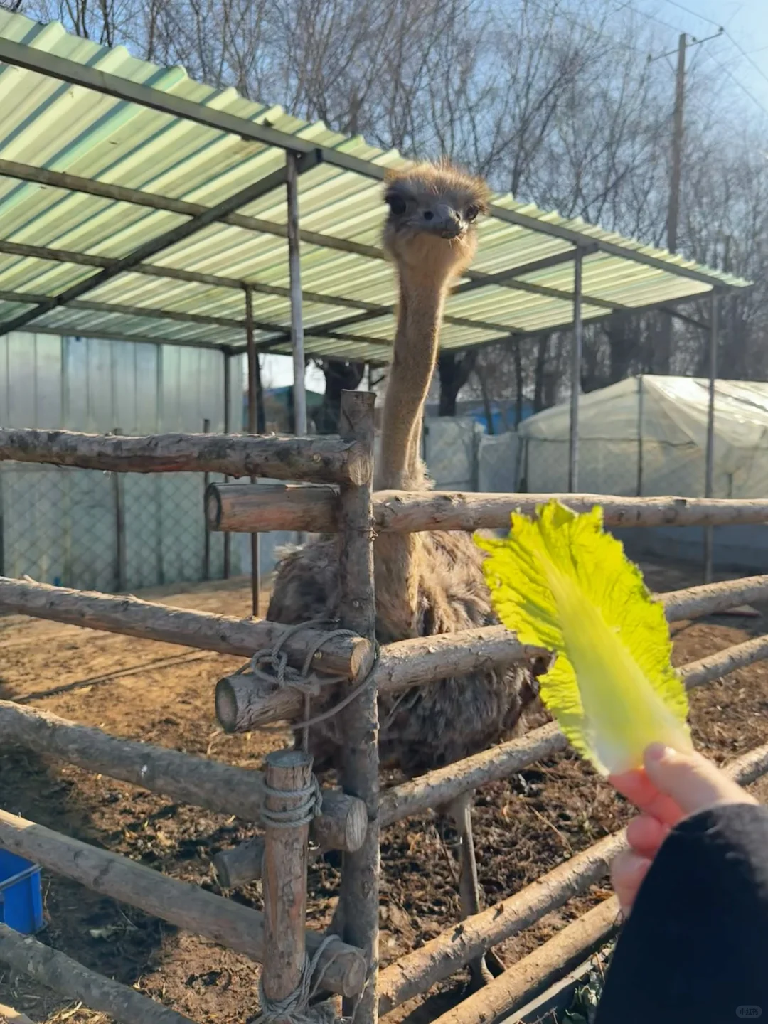 沈阳冬日遛娃天花板！承包一整天的田园快乐！