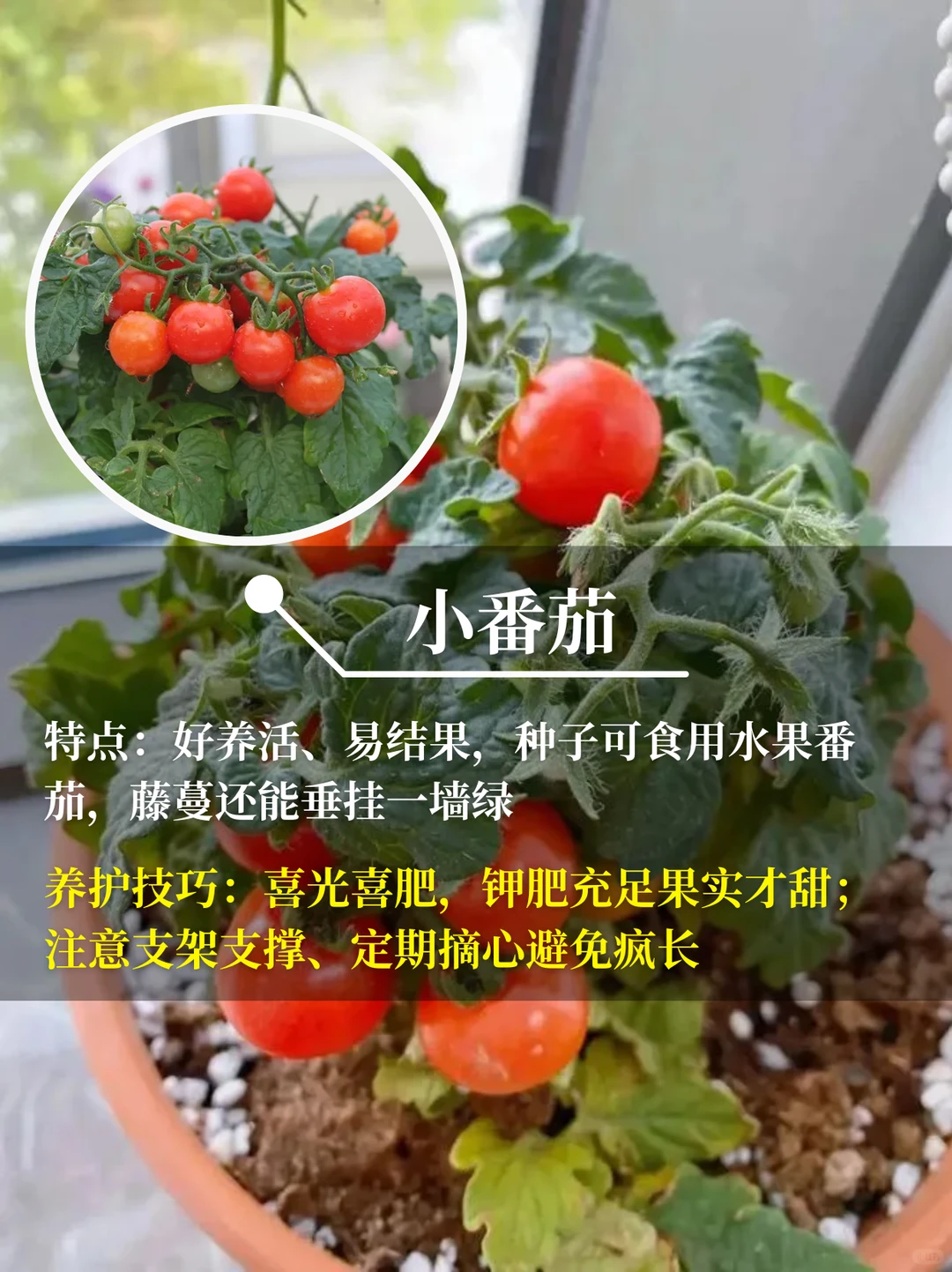 直接水果自由❗在阳台你就种这9种水果√