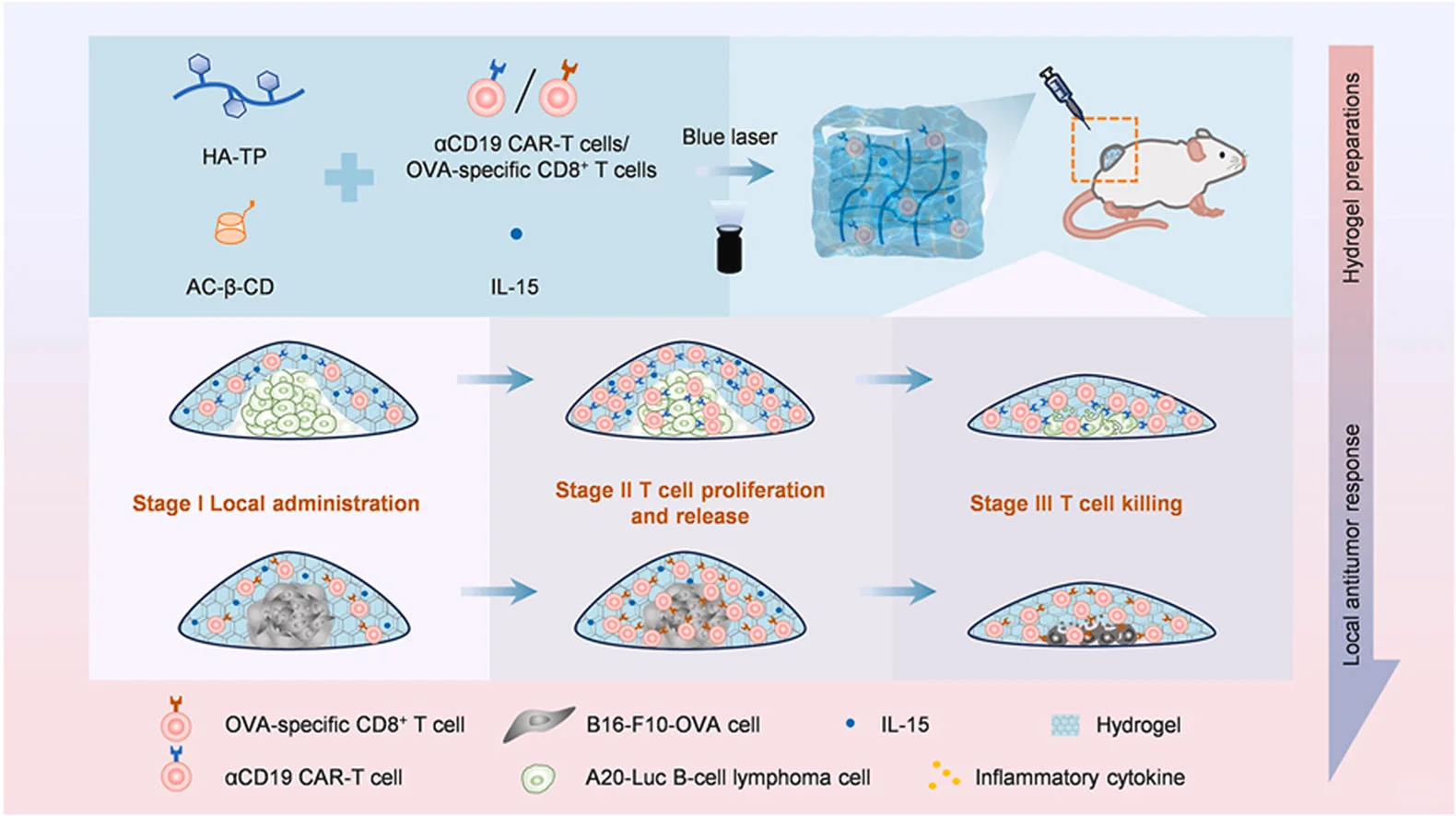 【Materials Today Bio】超分子水凝胶递送
