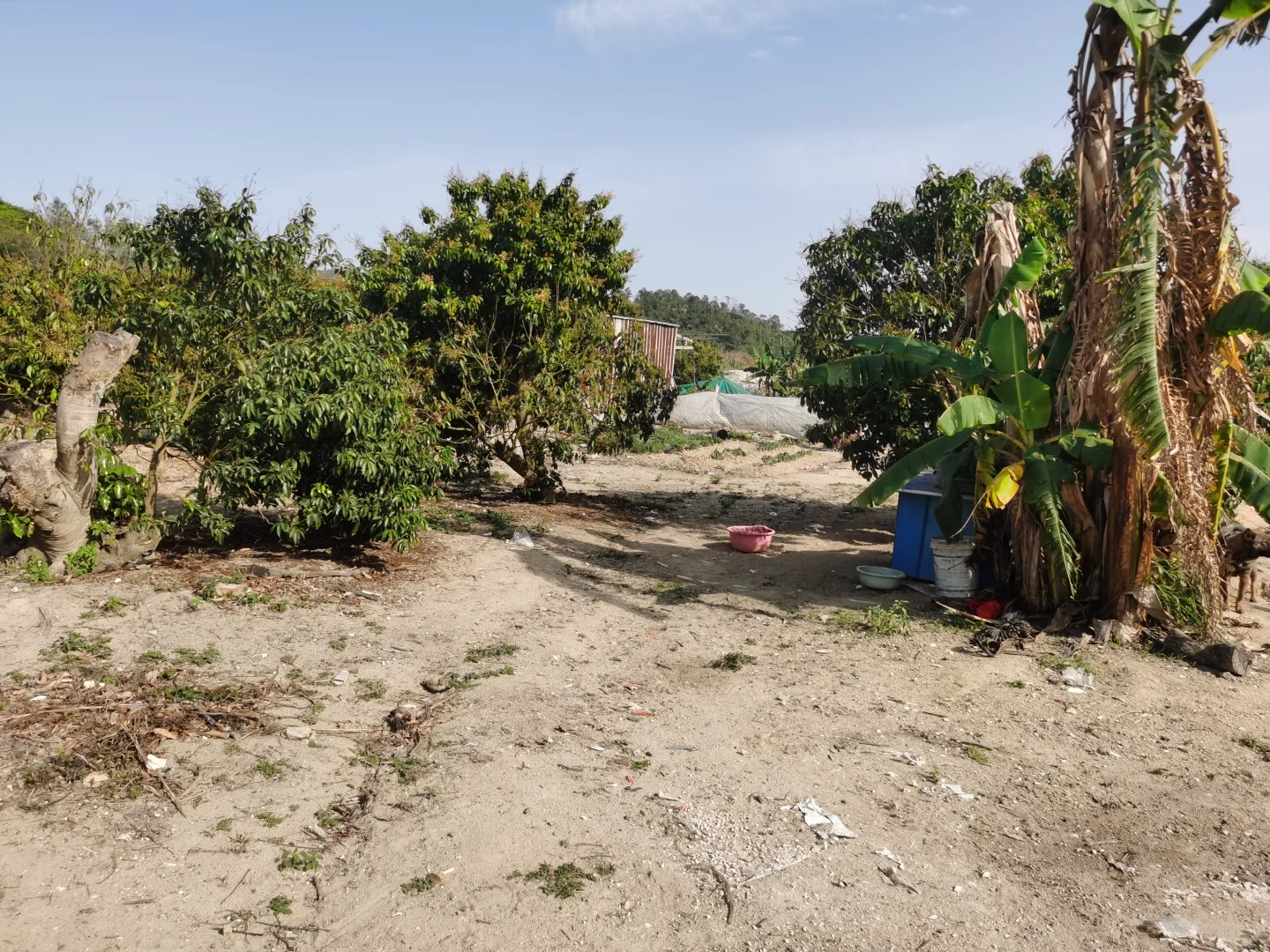 低成本养殖咋起步？2亩7000场地告诉你