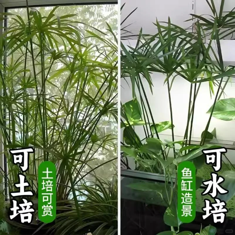 水培植物水竹旱伞草鱼缸造景净化水质水草水