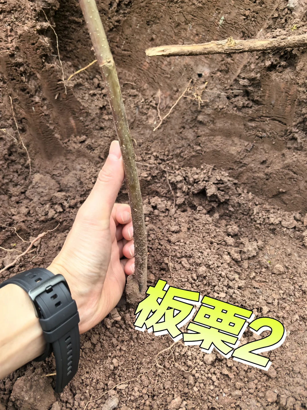 在老家种满果树