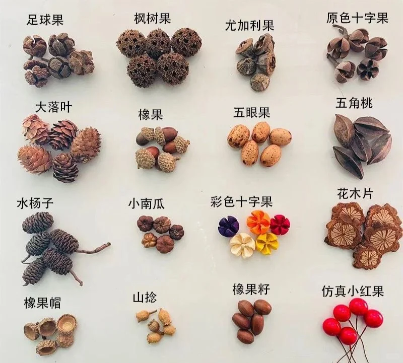 认识秋天的果实