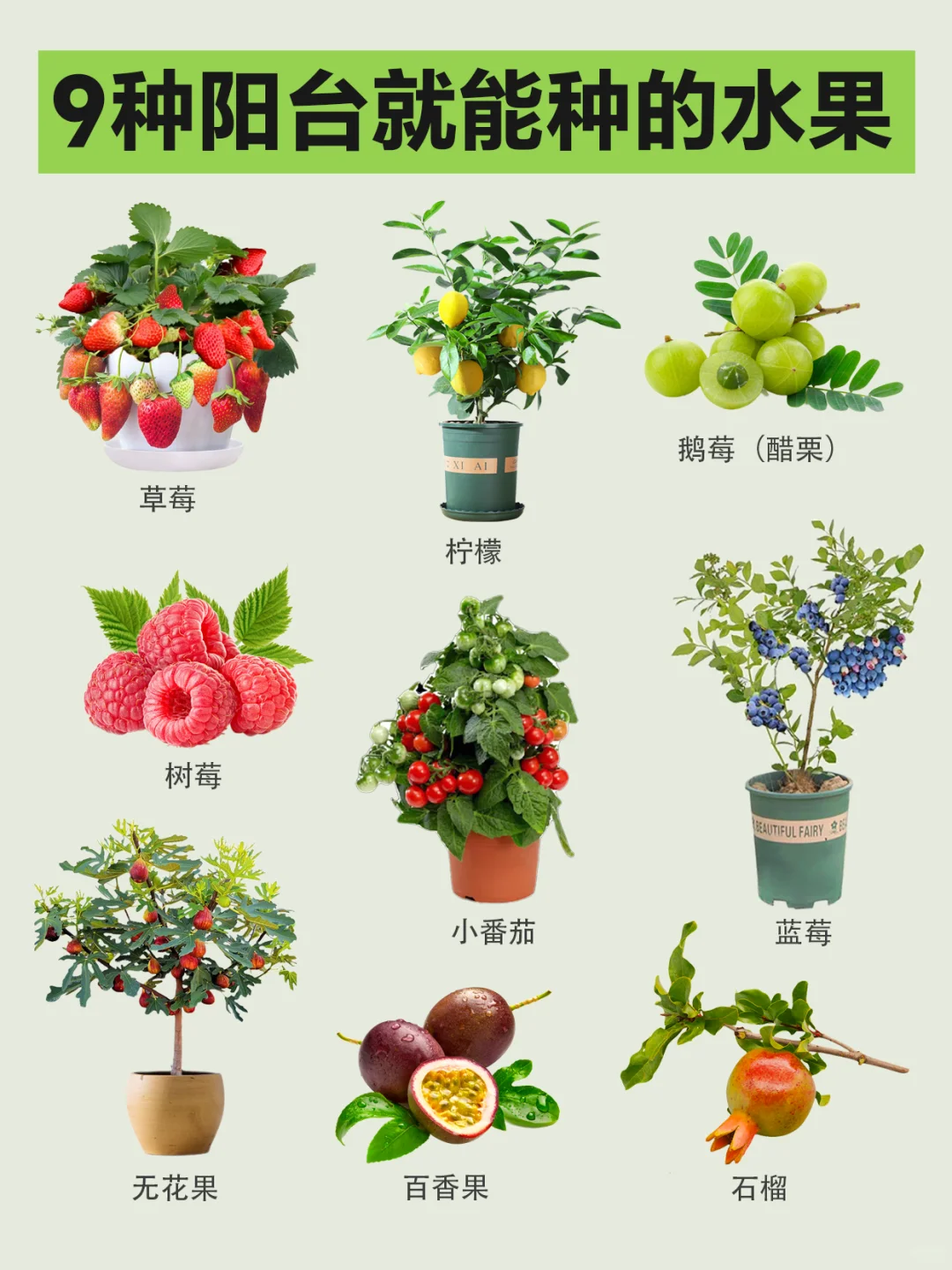 有阳台就能种的9种水果❗实现水果自由‼