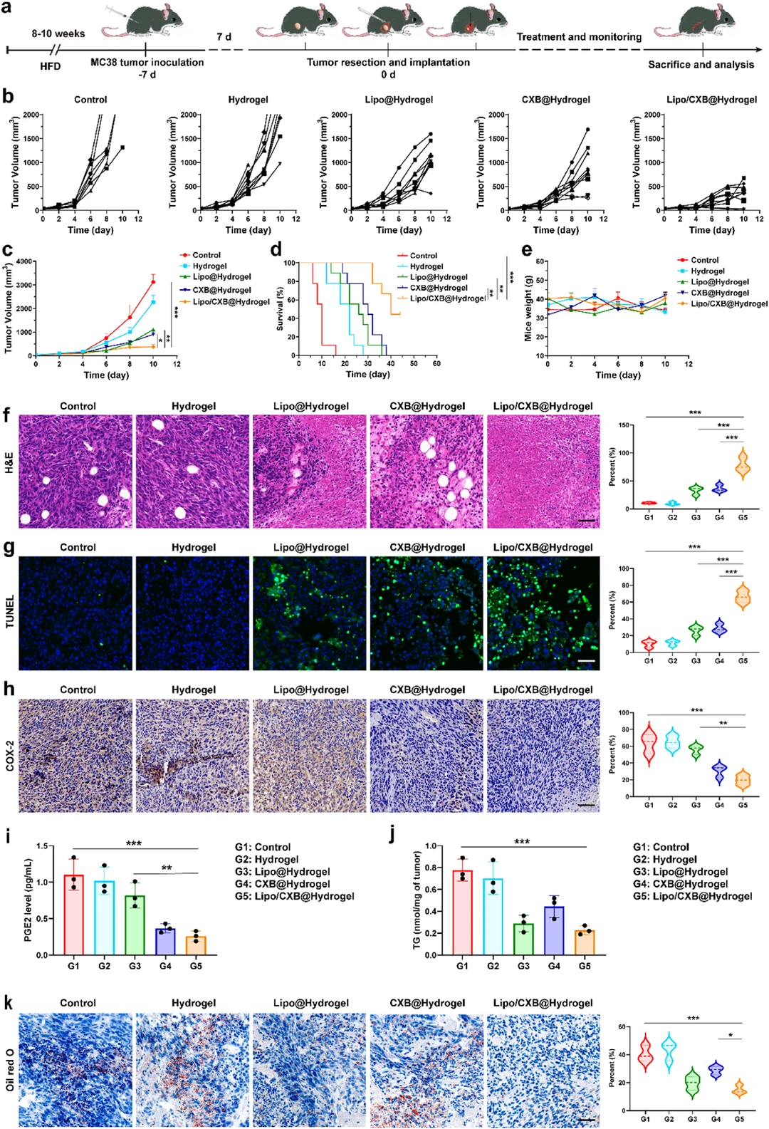 多功能水凝胶：肥胖相关肿瘤&免疫