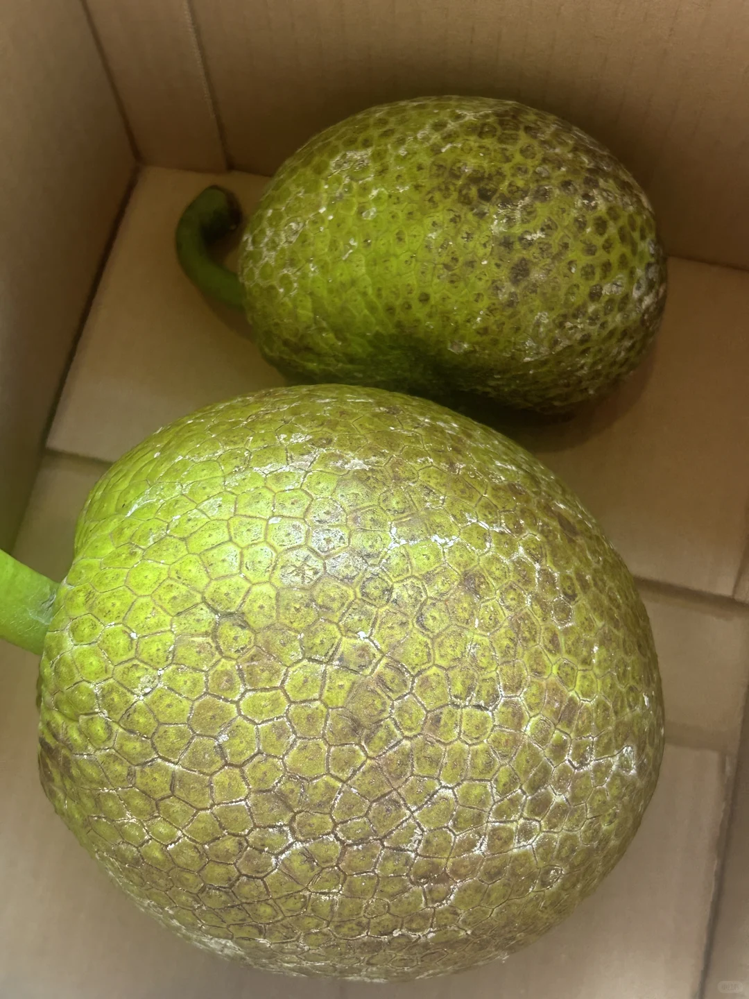 我老公在特价卖面包果