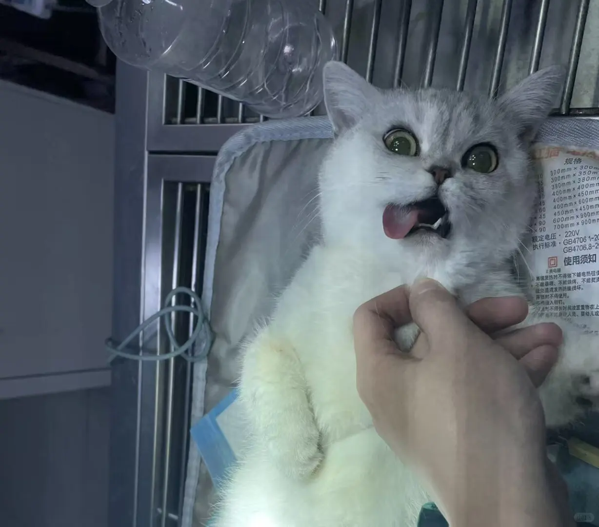 为什么公猫绝完育后，还是有概率受孕？