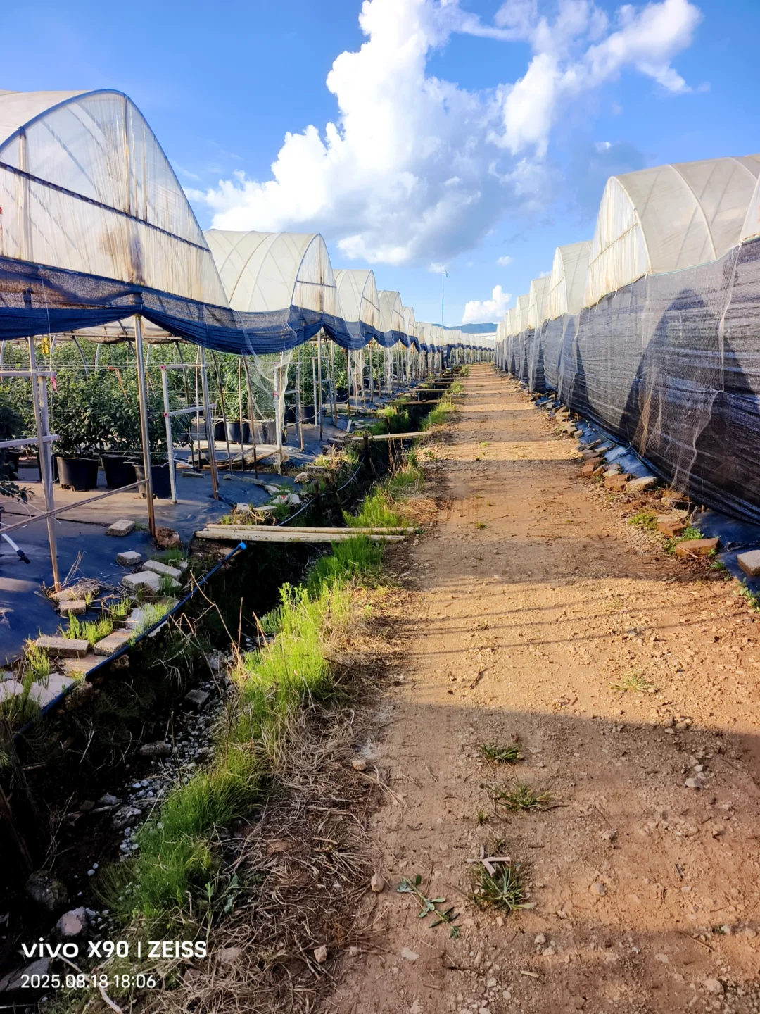 云南蓝莓的“凡尔赛”生长环境?