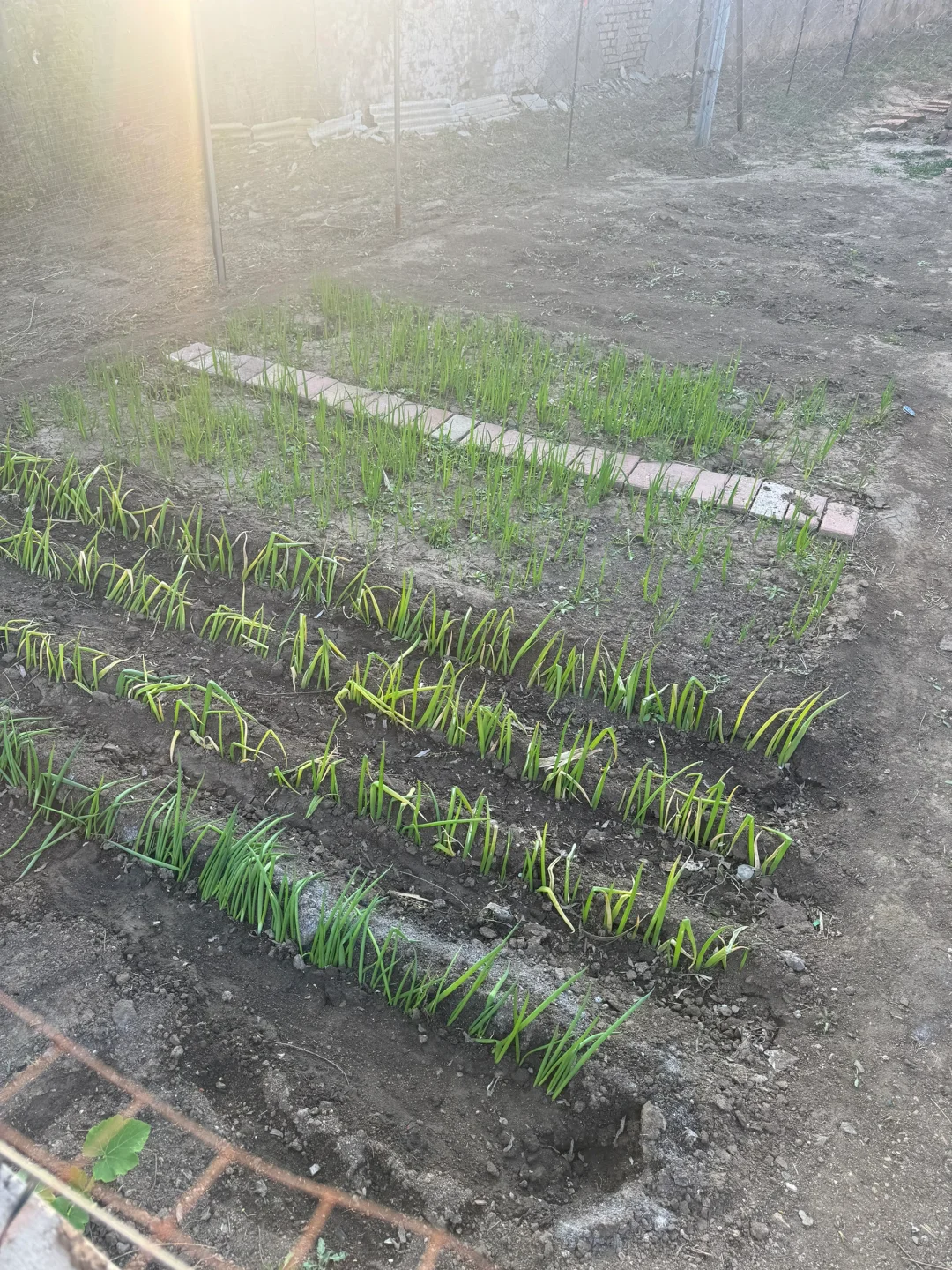 南方人见到了真正的黑土地