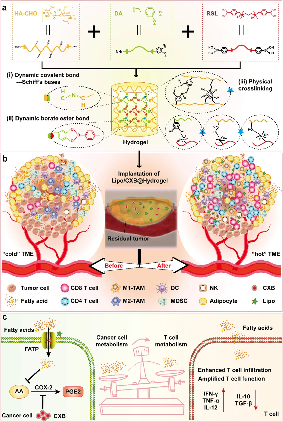 多功能水凝胶：肥胖相关肿瘤&免疫
