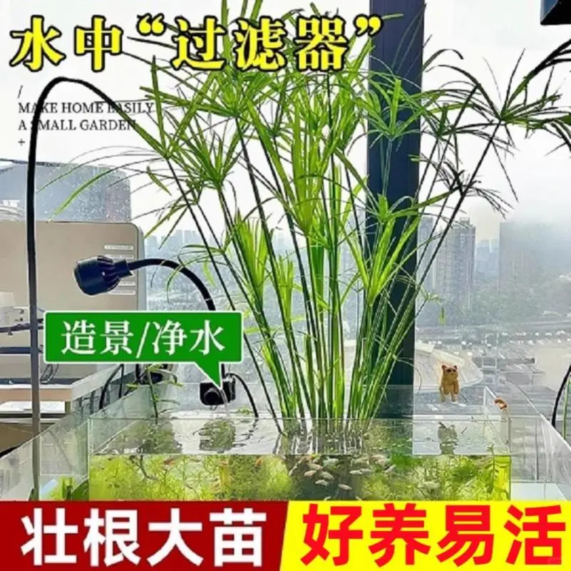 水培植物水竹旱伞草鱼缸造景净化水质水草水