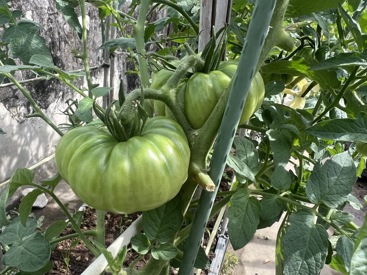 哇，没想到澄海也有这么新奇的水果番茄