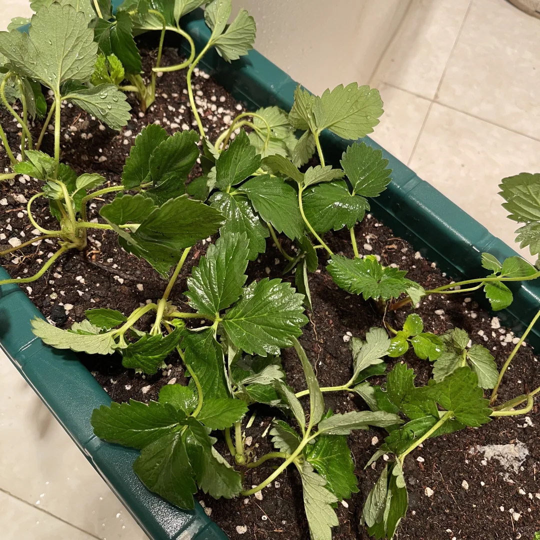 阳台版小水果园～