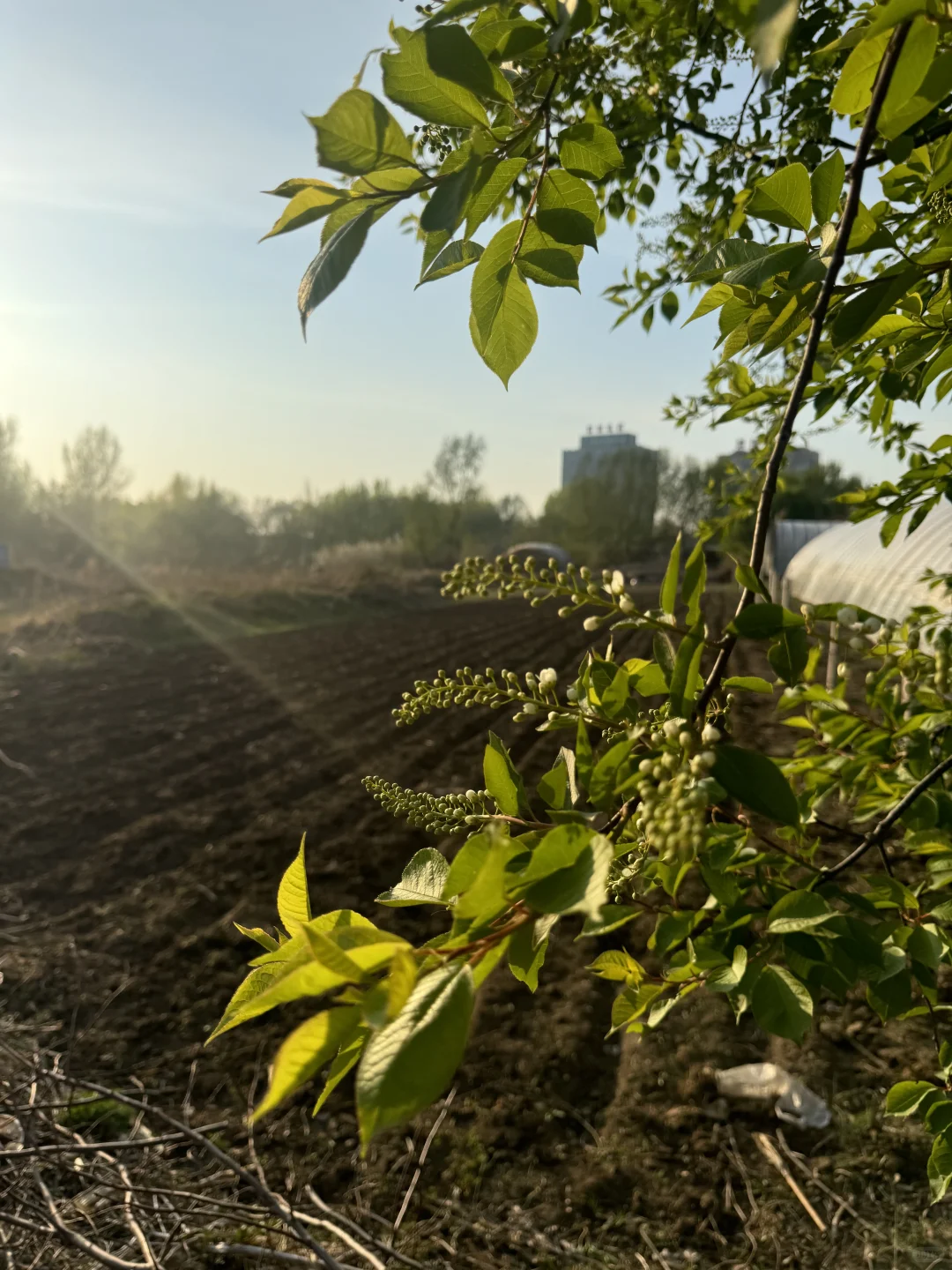 南方人见到了真正的黑土地