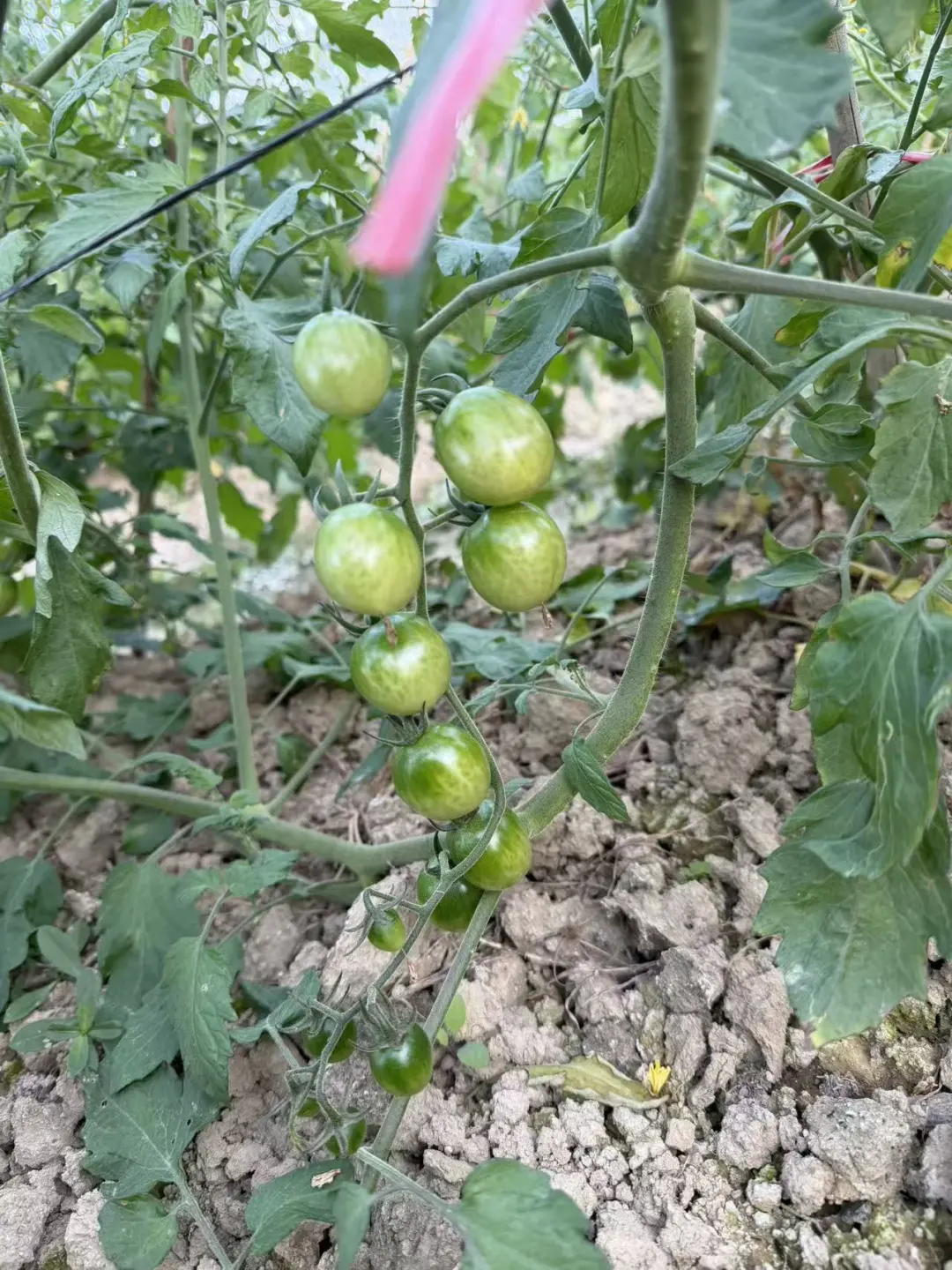 哇，没想到澄海也有这么新奇的水果番茄