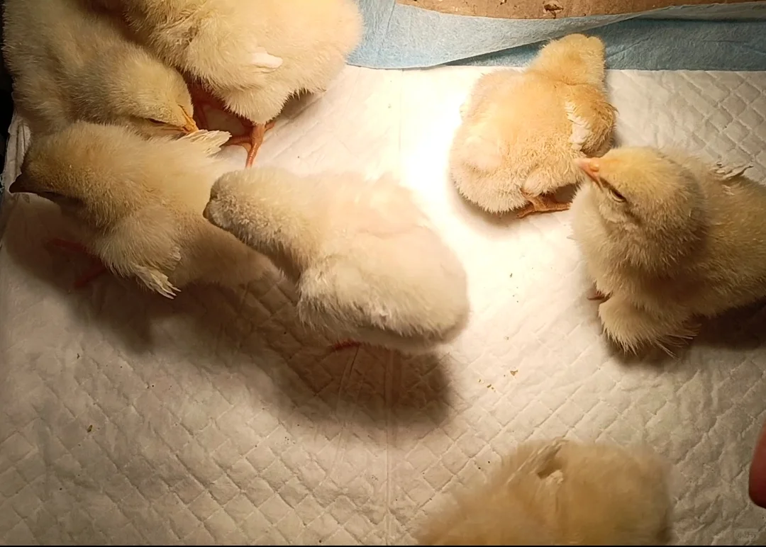 养小鸡新手攻略