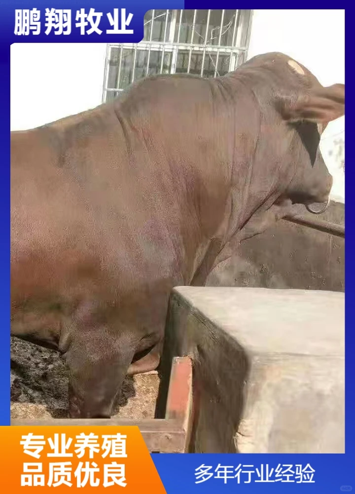 鹏翔牧业肉牛