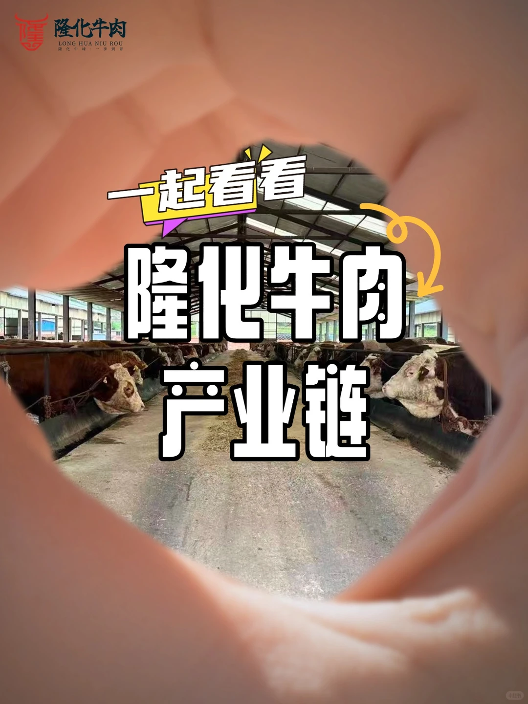 隆化牛肉！带动3.1万农户致富的