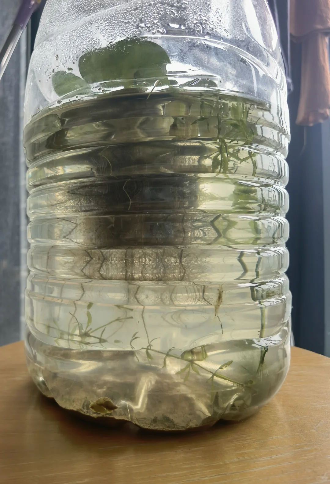 小孩做的生态瓶，养了半个月了