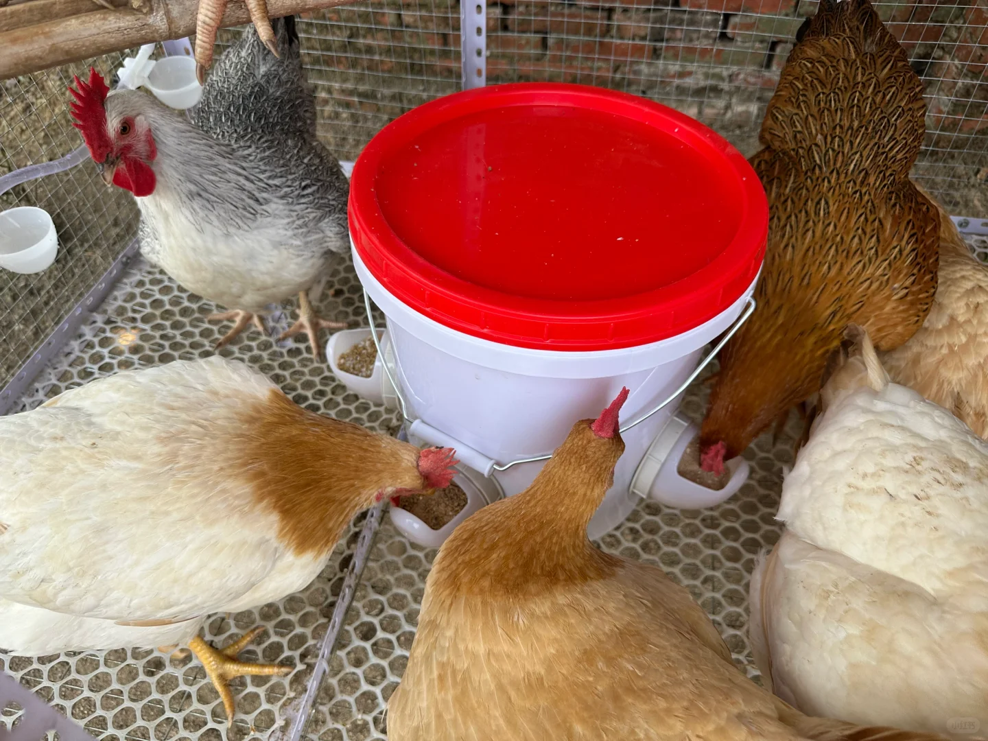 鸡舍安装自动饮水器+喂食器方便很多啊！