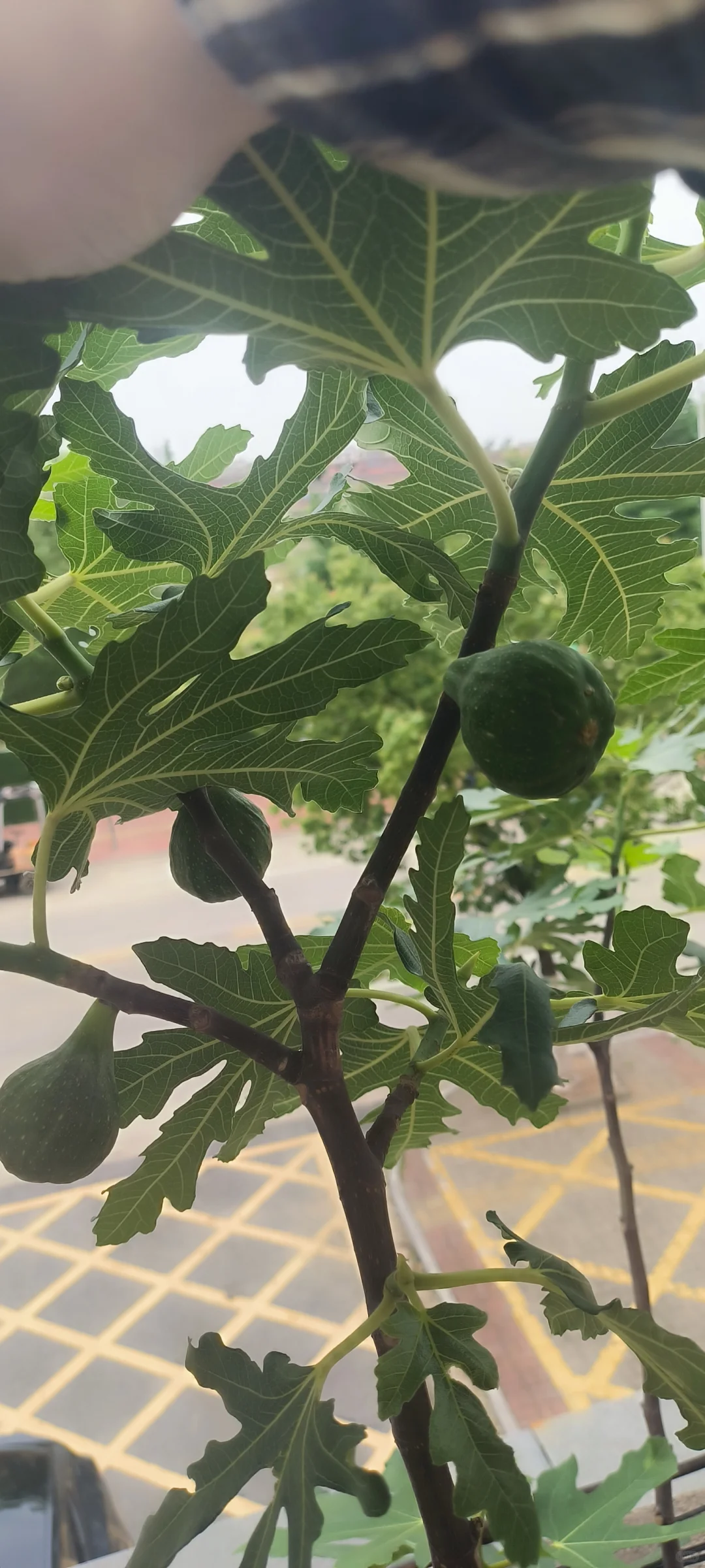 春果挂枝头，期待下个月成熟