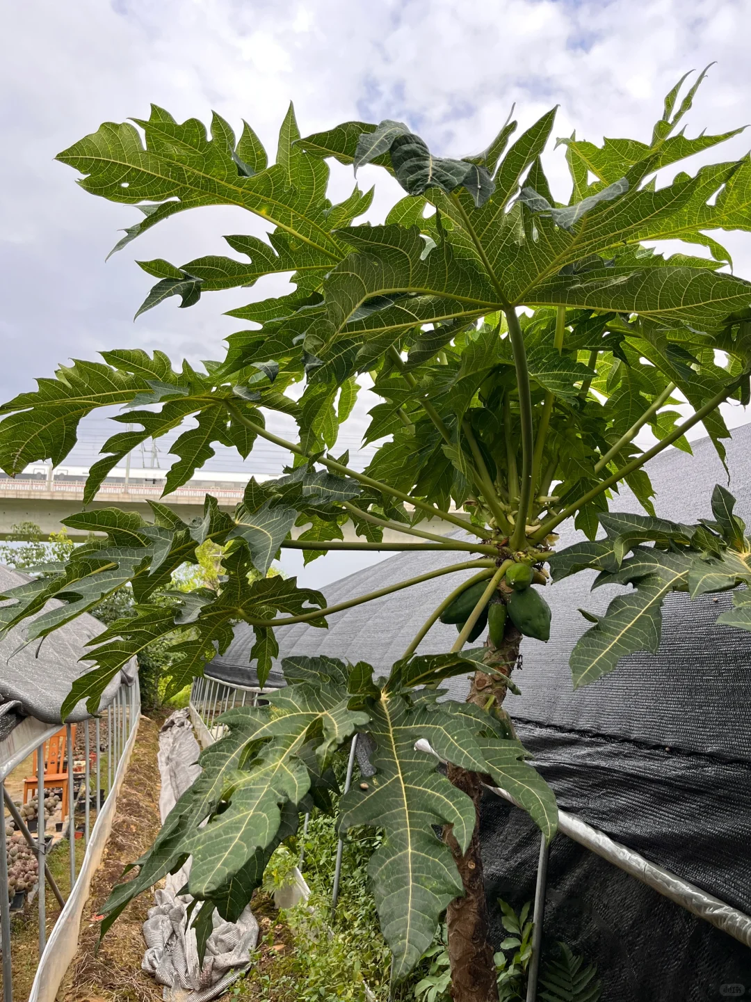 新一季的水果又要来啦～???