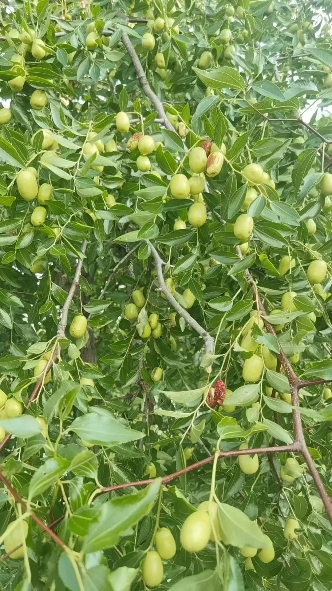 树上的小水果???真的太好看啦！