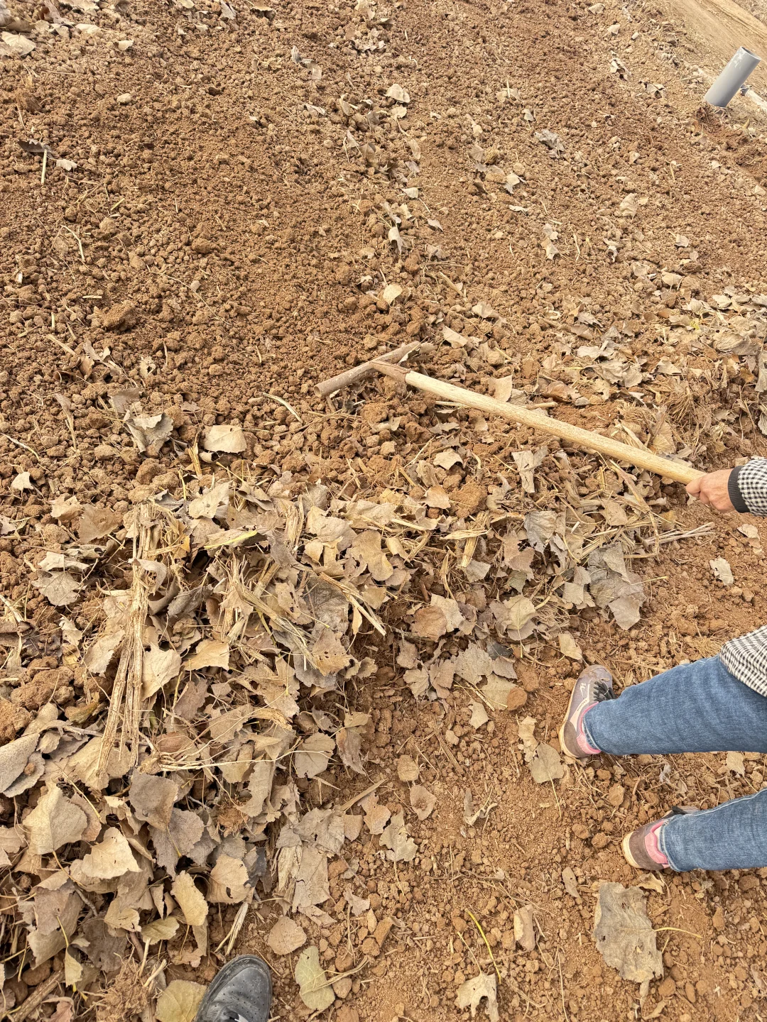 农村秋天的落叶真美呀?