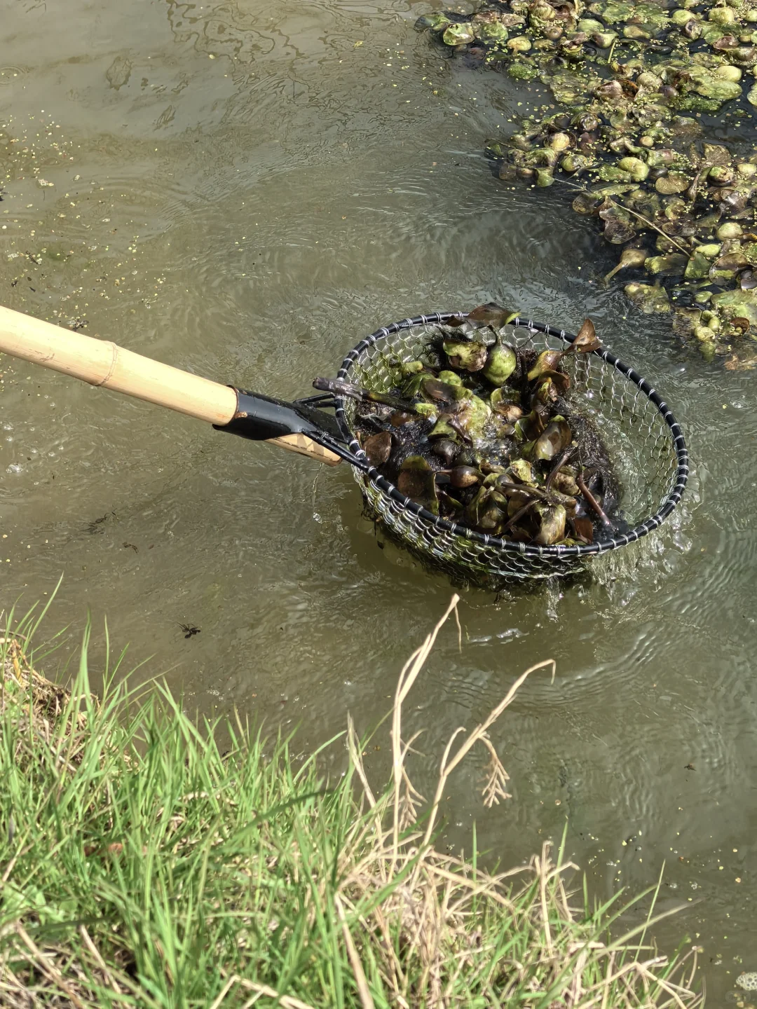 素然河道清洁日｜在池塘里捞到了鸭蛋?