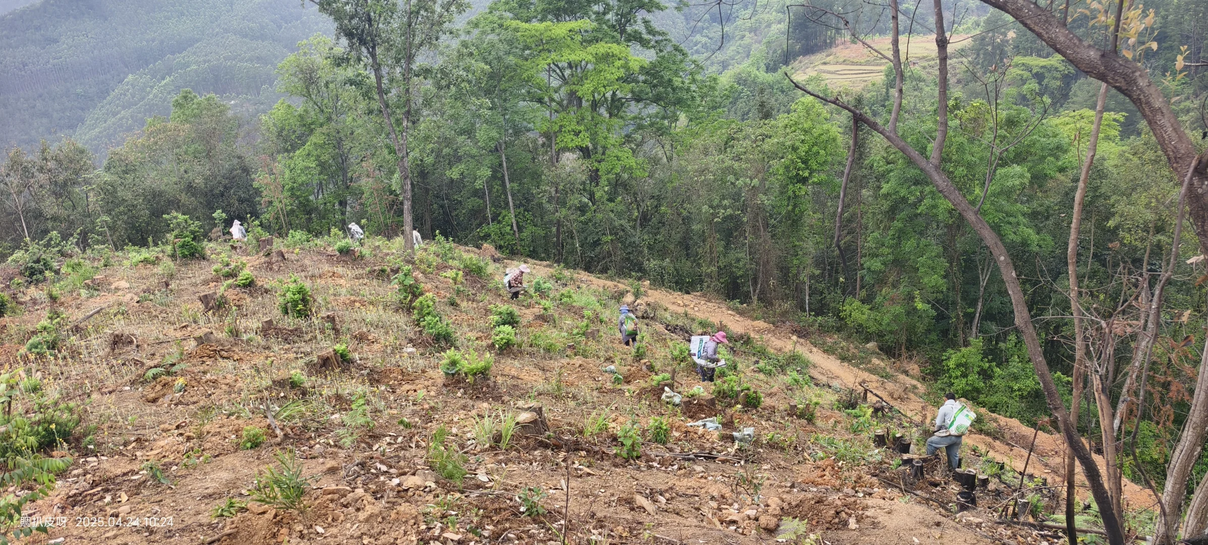 林业基层日常工作记录11