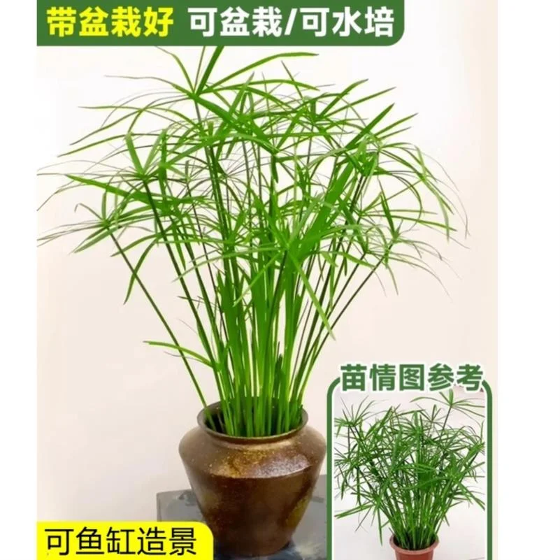 水培植物水竹旱伞草鱼缸造景净化水质水草水